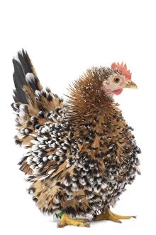 Images Dated 12th April 2017: Chabo / Japanese bantam Chicken hen frizzle-feathered