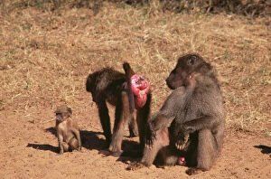 South Africa Gallery: CHACHA BABOON - Female offers herself to male, showing red bottom to indicate female is in oestrus