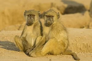 Baboons Gallery: Chacma Baboon - 2 sub adults in the light of