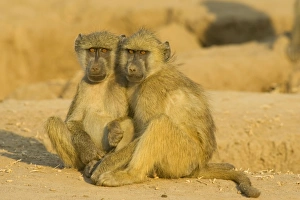 Images Dated 24th August 2006: Chacma Baboon - 2 subadults in the light of the early morning. Lower Zambezi National Park, Zambia