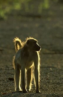Baboons Gallery: Chacma Baboon - in the evening in the dry Shingwedzi