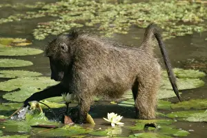 Waterlily Prints: Chacma Baboon Feeding on water lilies