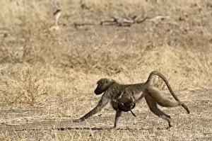Chacma Baboon - female running with baby clinging to breast - Mashatu Game Reserve - Botswana