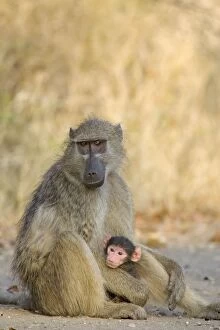 Chacma Baboon - female with young