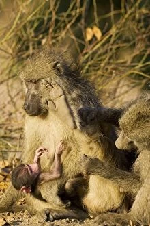 Baboons Gallery: Chacma Baboon - Female with young is being groomed