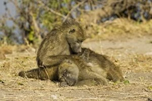 Baboons Gallery: Chacma Baboon - Grooming females