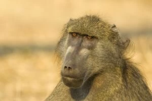 Images Dated 16th September 2006: Chacma Baboon - Male