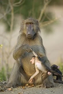 Chacma Gallery: Chacma Baboon - Male holding young by arm. In the evening