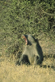 Chacma Baboon, (Papio cyanocephalus), Botswana