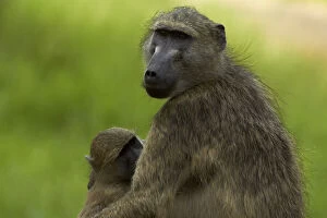 Baboon Gallery: Chacma baboon (Papio ursinus) and baby