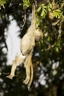 Images Dated 12th September 2006: Chacma Baboon - Playful in the morning, hanging from branch