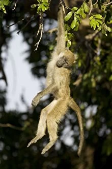 Images Dated 12th September 2006: Chacma Baboon - Playful in the morning, hanging from branch