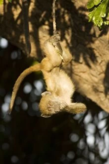 Chacma Gallery: Chacma Baboon - Playful young in the early morning