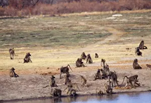 Troops Prints: Chacma Baboon PS 8513 Troop drinking & resting Papio ursinus © Peter Steyn / ARDEA LONDON