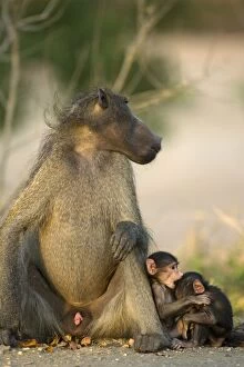 Baboons Gallery: Chacma Baboon - Resting male and two playful youngsters