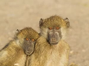 Baboons Gallery: Chacma Baboon - two sub-adults in the early morning