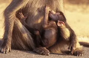 Chacma Baboon Suckling baby. Kruger National Park, South Africa