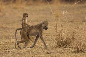 Chacma Gallery: Chacma baboons, South Luangwa National Park