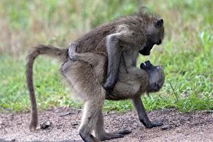 Chacma / Cape Baboon - sexual behaviour between baboons