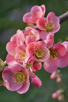 Japonica Prints: Chaenomeles flowers - in spring