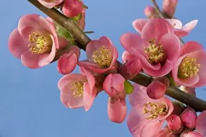 Images Dated 25th March 2011: Chaenomeles flowers - in spring