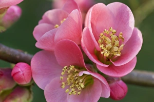 Images Dated 25th March 2011: Chaenomeles flowers in spring