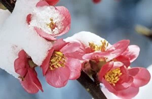 CHAENOMELES - japonica blossom in snow