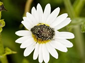 Ox Eye Collection: Chafer Beetle - on Ox-eye Daisy flower