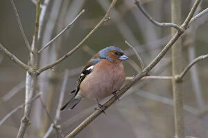 Twig Gallery: Chaffinch - adult male perched on twig - Sweden