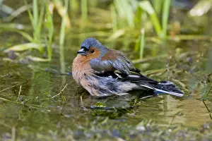 Chaffinches Prints: Chaffinch - Bathing in pool - Norfolk UK