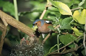 Hedgerows Prints: Chaffinch - feedind chicks at nest