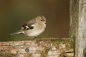 Chaffinches Prints: Chaffinch - female - Cornwall - UK