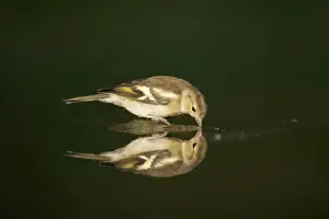 Chaffinches Prints: Chaffinch - Female drinking in forest pool Fringilla coelebs Hungary BI015742