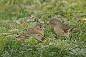 Chaffinch - Female feeding youngster in meadow
