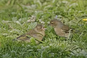 Chaffinches Prints: Chaffinch - Female feeding youngster in meadow. Bedfordshire UK 020