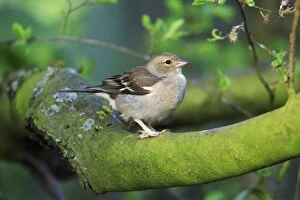 Finch Collection: Chaffinch - female, Lower Saxony, Germany