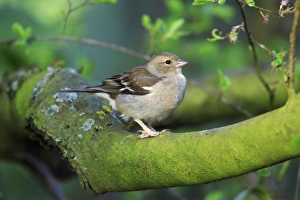 Images Dated 23rd April 2008: Chaffinch - female, Lower Saxony, Germany