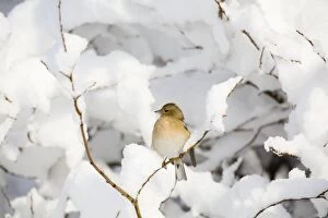 Twigs Collection: Chaffinch - female in snow - Scotland, UK