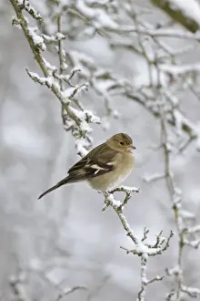Chaffinches Prints: Chaffinch - female in snowy conditions - Cleveland - UK