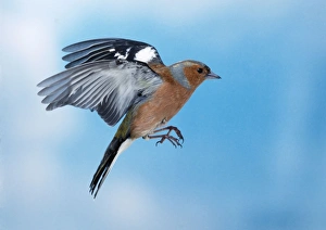 Images Dated 18th February 2005: Chaffinch Male