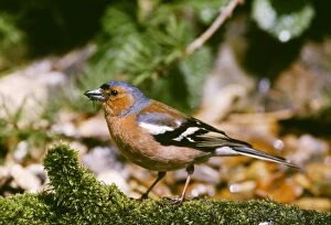 Images Dated 20th January 2006: Chaffinch - male