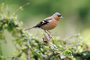 Chaffinch - male