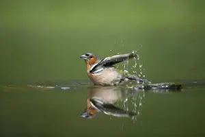 Chaffinches Prints: Chaffinch - Male bathing in forest pool Fringilla coelebs Hungary BI015827