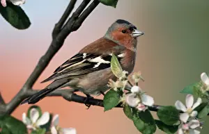 Chaffinches Prints: Chaffinch - male on branch of appletree with blossoms