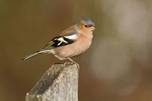 Images Dated 27th January 2011: Chaffinch - male - Cornwall - UK