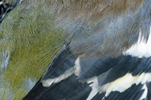 Images Dated 29th March 2007: Chaffinch - male feathers