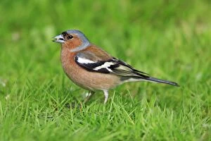 Images Dated 26th April 2008: Chaffinch - male, feeding on lawn