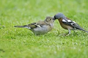 Images Dated 13th May 2008: Chaffinch - male feeding young