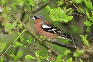 Images Dated 26th April 2008: Chaffinch - male, in garden hedge