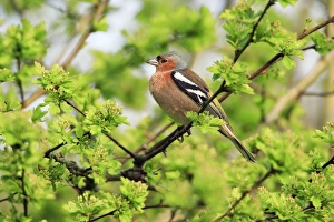 Images Dated 26th April 2008: Chaffinch - male, in garden hedge